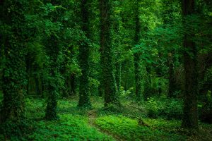 overgrown woodland green trees